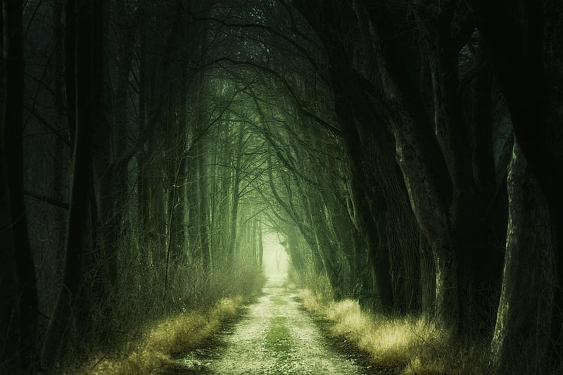 Magical Woodland Escape